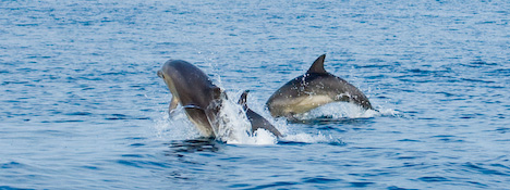 Azorerna - Delfiner